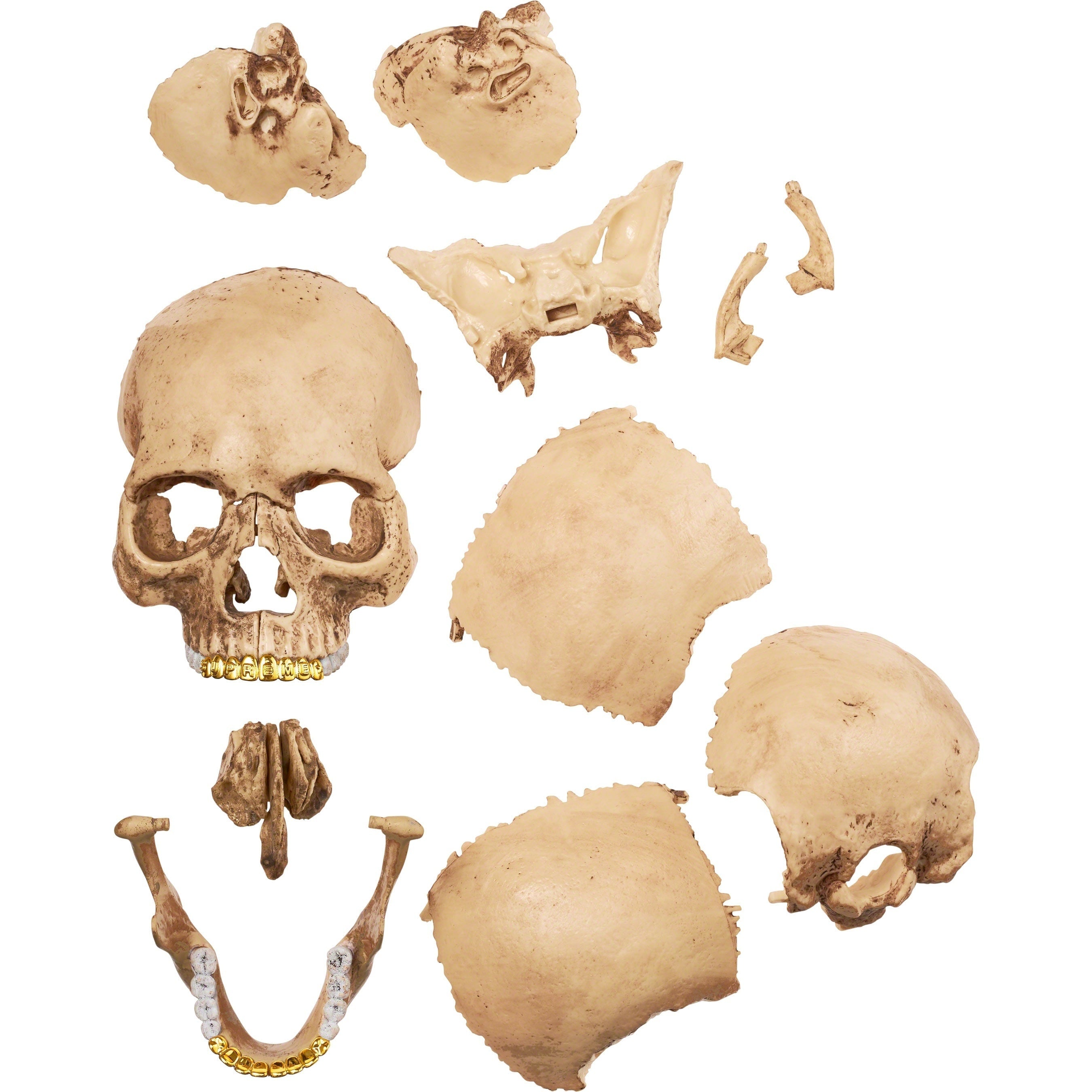 4D Model Human Skull view 5